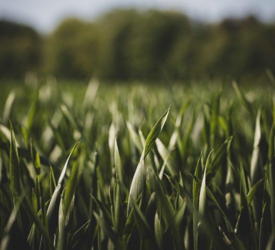 pexels-fabien-burgue-2317717 (1)